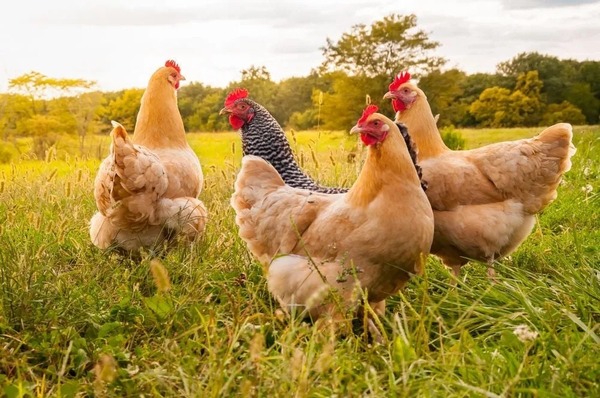 El cuento de las gallinas | Columnas | 5Días