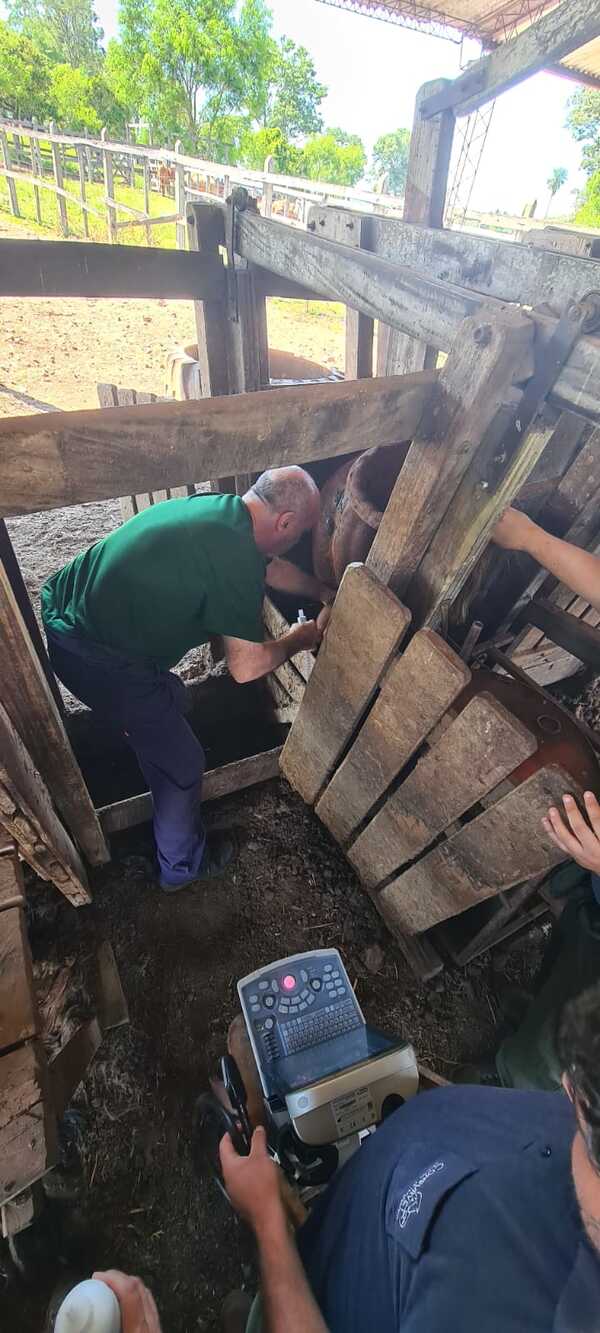Excesivo calor afecta la capacidad reproductiva de toros en Itapúa