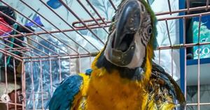 Diario HOY | Guacamayo herido de un disparo se recupera y es trasladado a la reserva de Itaipú