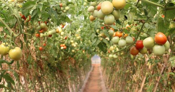 La Nación / MAG asiste para concretar siega de tomate en verano