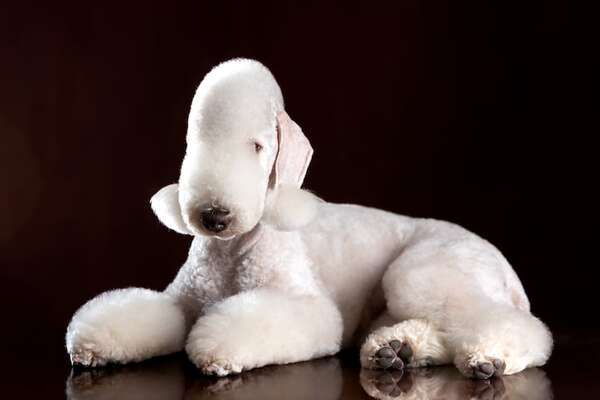 Parece un cordero pero es un perro con gran energía: raza Bedlington Terrier - Mascotas - ABC Color