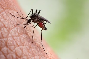 Confirman dos casos de DENV-3, serotipo de dengue asociado a casos graves - Unicanal