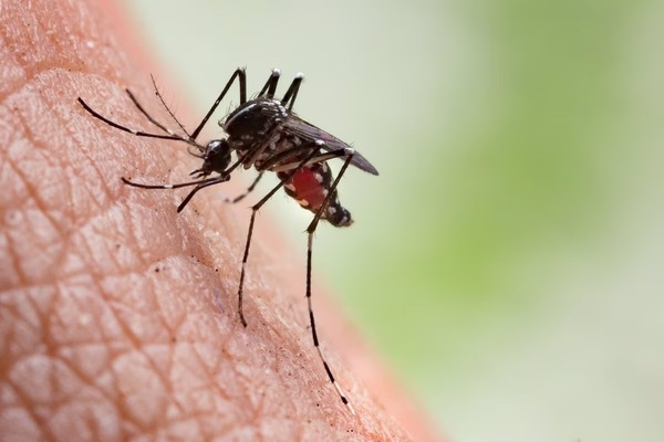Confirman dos casos de DENV-3, serotipo de dengue asociado a casos graves - Unicanal