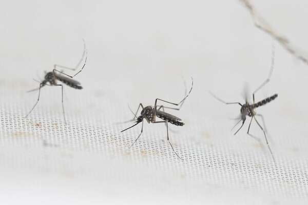 Reaparece en Paraguay serotipo de dengue que no se detectaba desde hacía casi una década - Nacionales - ABC Color