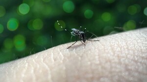 Luego de 9 años, Salud reporta dos casos de serotipo de dengue DENV-3 en Areguá