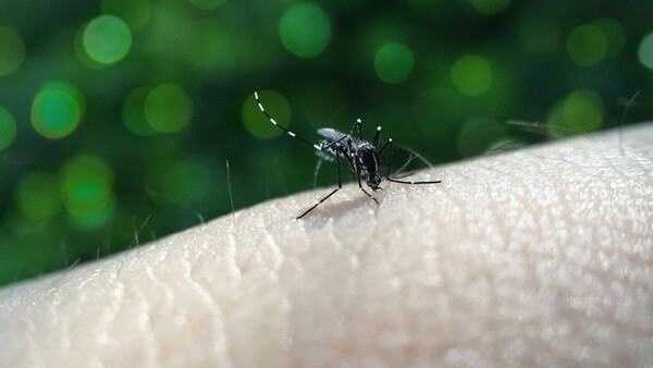 Luego de 9 años, Salud reporta dos casos de serotipo de dengue DENV-3 en Areguá