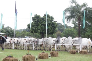 Expo Paraguay 2025 exhibirá más de 2.500 animales