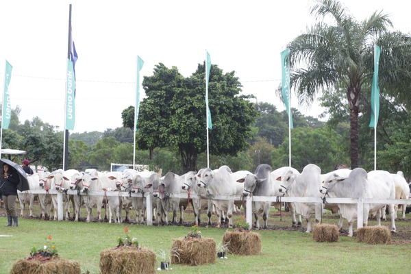 Expo Paraguay 2025 exhibirá más de 2.500 animales