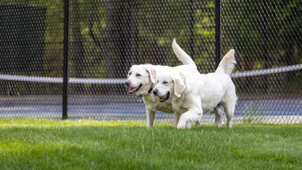 Identifican genes que hacen que humanos y perros labradores sean propensos a la obesidad