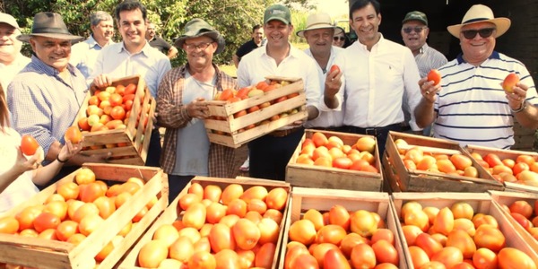 El plan “tomates todo el año” del MAG empieza a dar frutos • PARAGUAY TV