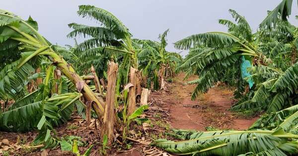 La Nación / Fenómeno climático deja millonaria pérdida a productores de banana en Tembiaporã