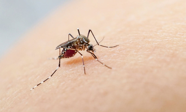 Detectan dos casos de dengue tipo 3 en niños - OviedoPress