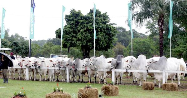 La Nación / Expo Paraguay 2025 fija una meta de G. 15.000 millones en negociaciones