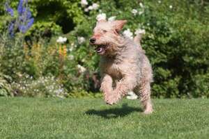 Perro Otterhound, la raza británica criada para cazar nutrias que está casi extinta - Mascotas - ABC Color