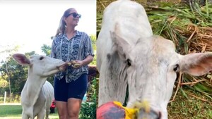 Chiquitita, la vaquilla que se cree un perro