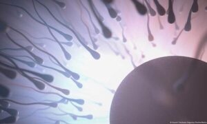 Estudio: hombres con esperma de mejor calidad viven más