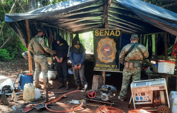 Senad desmantela invernadero de marihuana vip en Capitán Bado y detiene a dos colombianos