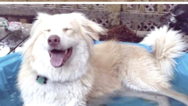 Pa’i fue imputado por matar a martillazos a un perro