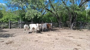 Policía recupera 13 animales vacunos que fueron robados por abigeos en Alto Paraguay