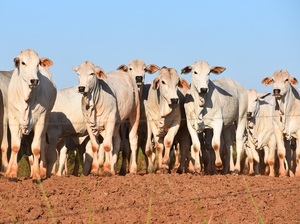 Mercado de reposición: precios piso para terneros y alta demanda para confinamiento