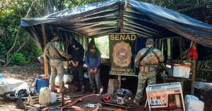 La Nación / Capturan a dos colombianos en una plantación de marihuana tipo “Skunk”