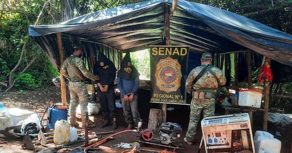 La Nación / Capturan a dos colombianos en una plantación de marihuana tipo “Skunk”