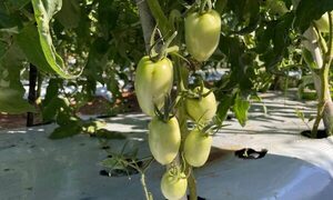 MAG anunció que el plan de cultivar tomates todo el año da sus primeros frutos