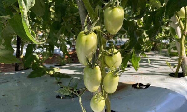 MAG anunció que el plan de cultivar tomates todo el año da sus primeros frutos