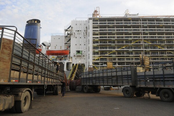 Exportación de ganado en pie: el piso de precios, el desafío logístico y el trabajo del sector primario