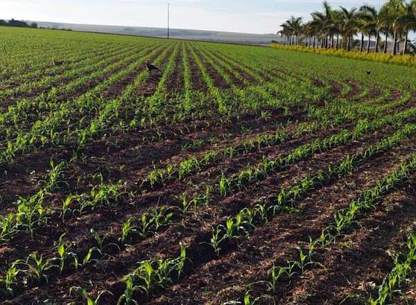 Los productores buscan alternativas más rentables - Económico - ABC Color