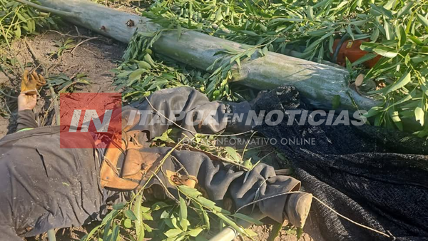 TRABAJADOR FALLECE TRAS LA CAÍDA DE UN ÁRBOL EN NARANJITO