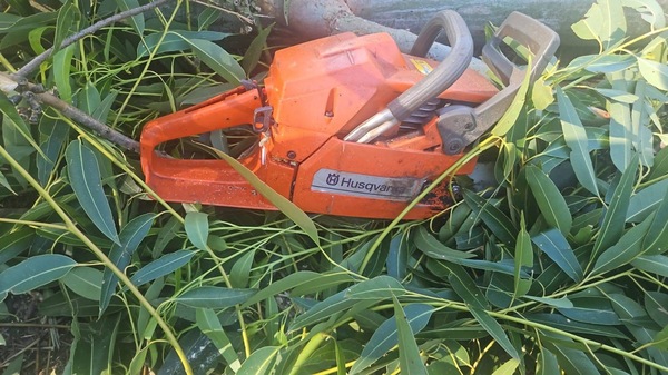 Trabajador pierde la vida tras caída de árbol en Naranjito