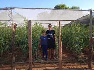 Plan de cultivo de tomates todo el año ofrece primeros resultados - .::Agencia IP::.