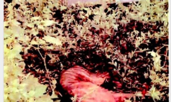 Denuncian a mujer que machetea a perros