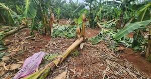 La Nación / Evaluarán pérdidas en cultivos de banana tras temporal en Tembiaporá