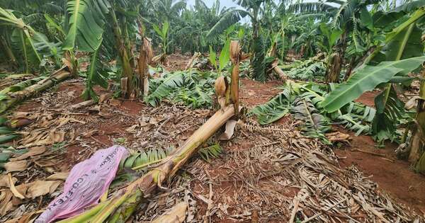 La Nación / Evaluarán pérdidas en cultivos de banana tras temporal en Tembiaporá