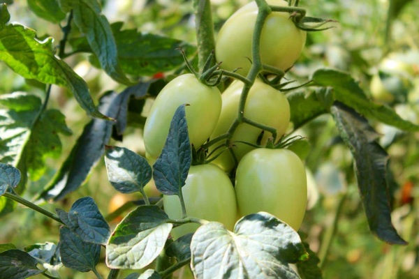 Plan de cultivo de tomates todo el año da primeros resultados