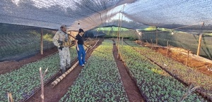 Capitán Bado: imputan a dos colombianos tras hallazgo de marihuana tipo «vip»