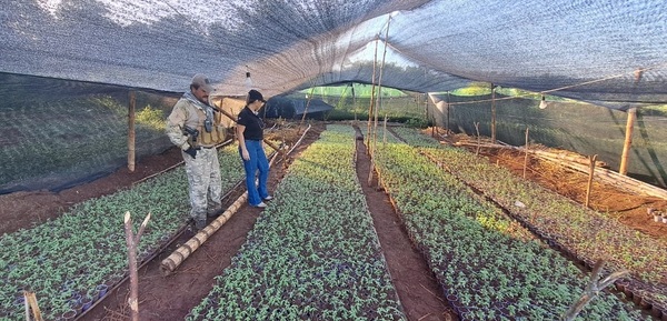 Capitán Bado: imputan a dos colombianos tras hallazgo de marihuana tipo «vip»