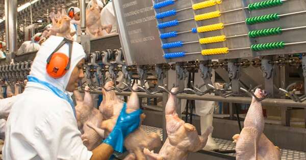 La Nación / Crecen envíos de productos avícolas