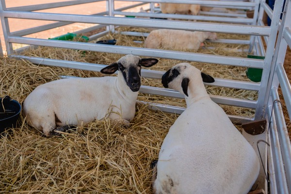 Expo Ovina y más: Innovar 2025 impulsa la producción animal