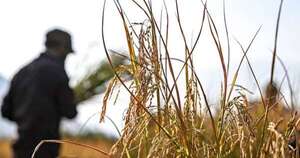 La Nación / Cosecha de arroz superaría promedio nacional, pero preocupa la calidad