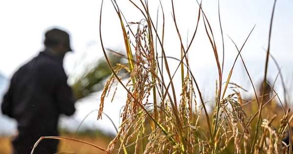 La Nación / Cosecha de arroz superaría promedio nacional, pero preocupa la calidad