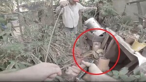 Video: Rescatan una feroz kuriju del patio de una casa