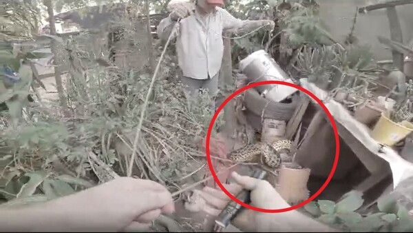 Video: Rescatan una feroz kuriju del patio de una casa