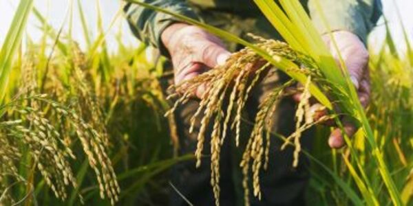 Cosecha de arroz superaría el promedio nacional, pero la sequía amenaza calidad del grano