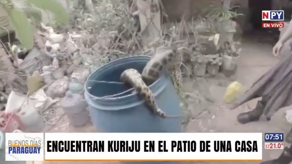 ¡Tremendo susto! Encuentran por segunda vez a una Kuriju en el patio de una casa en Asunción