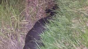 Gomero chocó contra una vaca y murió