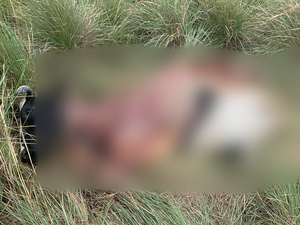 Abigeos hacen de las suyas en San José de los Arroyos - Noticiero Paraguay