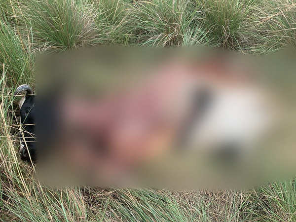 Abigeos hacen de las suyas en San José de los Arroyos - Noticiero Paraguay